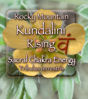 Kundalin Rising Tribulus Terrestris